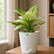 Aglaonema Thai Snow White