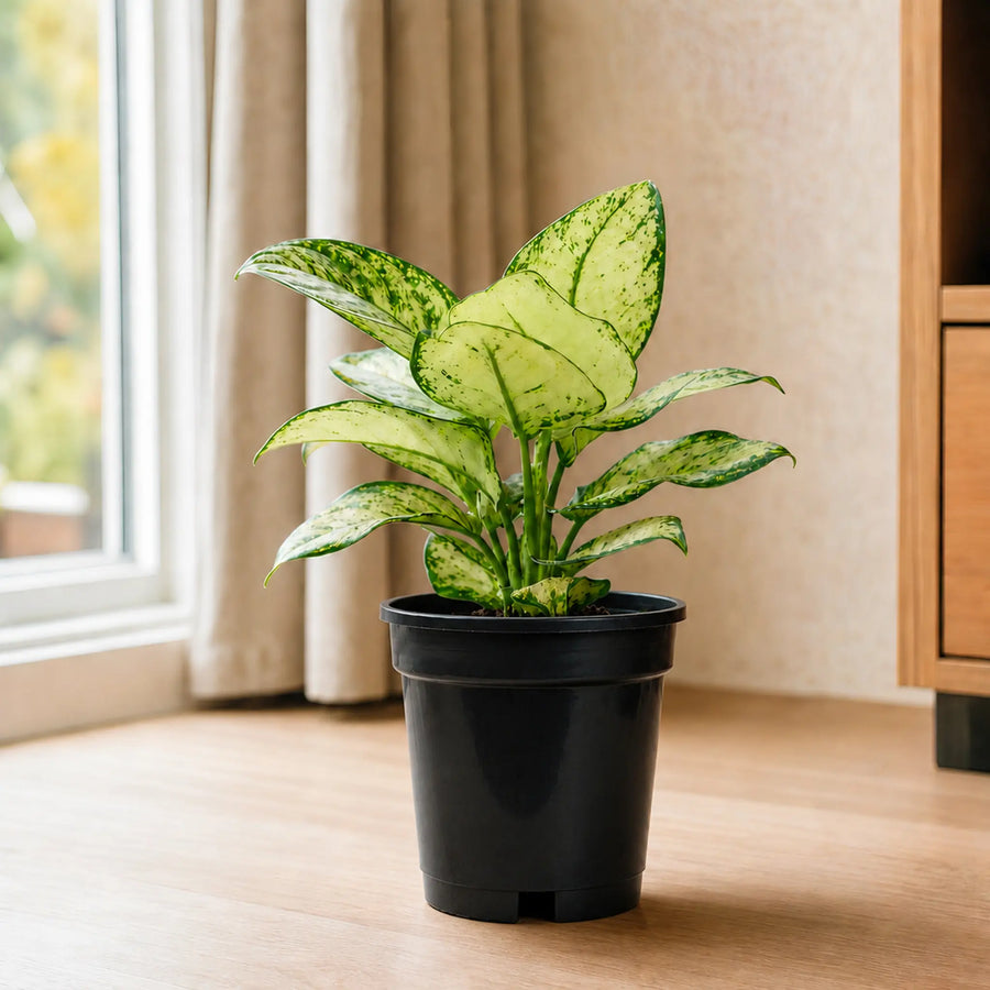 aglaonema plants with pot
