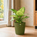 Aglaonema Thai Snow White