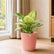 Aglaonema Thai Snow White