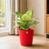 Aglaonema Thai Snow White