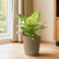 Aglaonema Thai Snow White