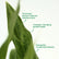 Aglaonema White Stem