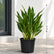 Aglaonema White Stem