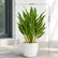 Aglaonema White Stem