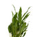 Aglaonema White Stem
