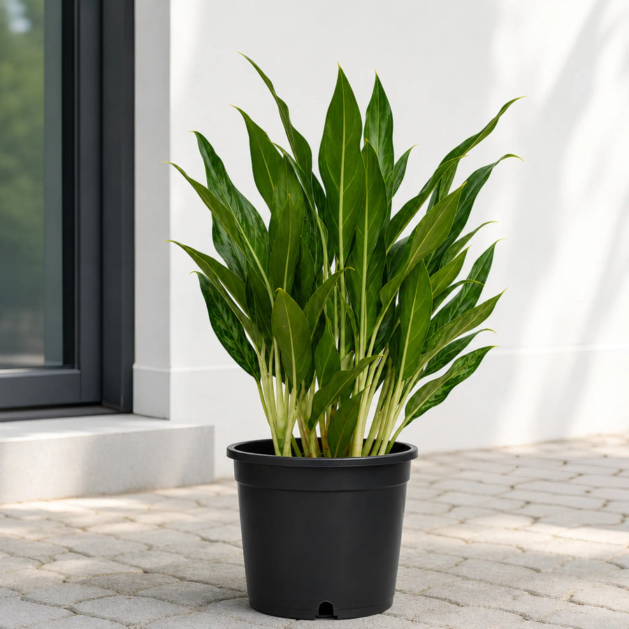 buy white stem plant