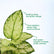 Aglaonema thai snow white