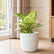 Aglaonema thai snow white