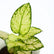 Aglaonema thai snow white