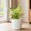 Aglaonema thai snow white