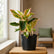 Aglaonema Pink