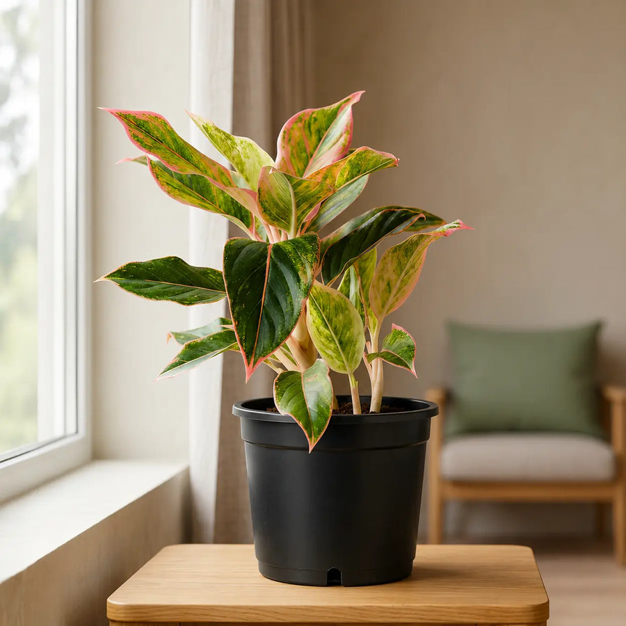 aglaonema pink with pot