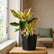 Aglaonema Pink