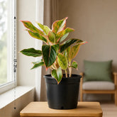 Aglaonema Pink