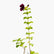 Maroon Alamanda