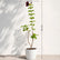 Maroon Alamanda