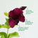 Maroon Alamanda