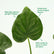 Buddha's Hand Alocasia