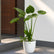 Alocasia Cucullata