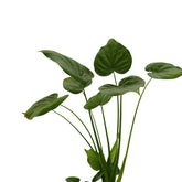 Alocasia Cucullata 