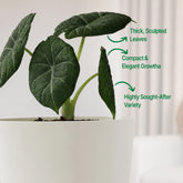 Alocasia Maharani