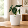 Alocasia Maharani