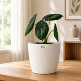 Alocasia Maharani