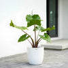 Alocasia Stingray