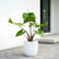 Alocasia Stingray