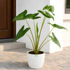 Alocasia Zebrina