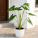 Alocasia Zebrina