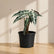 Alocasia Bambino Plant Large