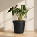 Alocasia Bambino