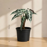 Alocasia Bambino