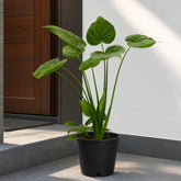 Alocasia Cucullata gropot