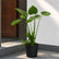 Alocasia Cucullata gropot