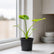 alocasia gigantea aurea with gro pot