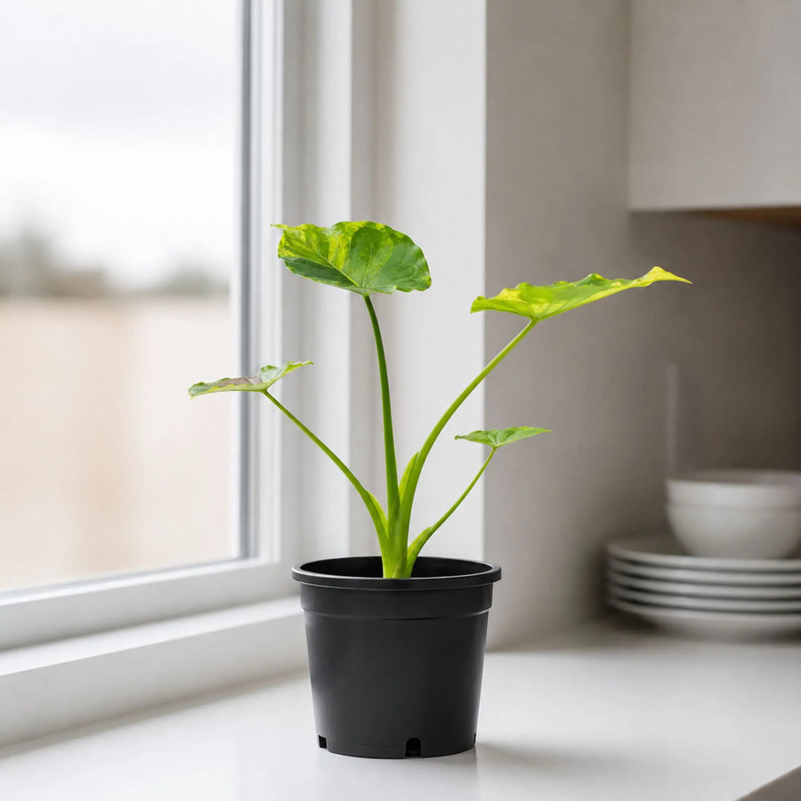 alocasia gigantea aurea with gro pot