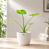 alocasia gigantea aurea
