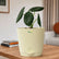 Alocasia Maharani