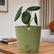 Alocasia Maharani