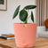 Alocasia Maharani