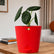 Alocasia Maharani