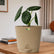 Alocasia Maharani