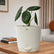 Alocasia Maharani