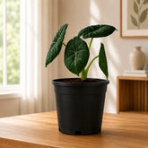 Alocasia Maharani