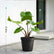 Alocasia Stingray