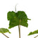 Alocasia Stingray