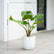 Alocasia Stingray